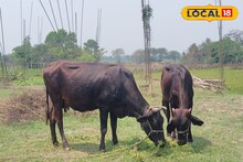 Summer Tips: গরম পড়তেই শুরু গবাদি পশুর পরিচর্যা, কোন নিয়মে তারা থাকবে সুস্থ? জানাচ্ছেন বিশেষজ্ঞ