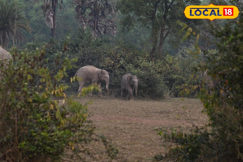 বাঁকুড়া জেলার বাঁকুড়ার বাঁকুড়া উত্তর বনবিভাগের হাতির উপস্থিতির কিছুটা বেড়েছে। তবে কমেছে হাতির মারফত মৃত্যু সংখ্যা। ২০২৫ ২৬ অর্থবর্ষে রেকর্ড মৃত্যু সংখ্যা শূন্য! ২০০৭ সাল থেকে উপলব্ধ রেকর্ডে এই প্রথম এমন সাফল্য বাঁকুড়ায়। এই সাফল্যকে প্রশাসন ও বন দফতর এটি অতি গুরুত্বপূর্ণ মাইলফলক হিসেবে দেখছে। বাঁকুড়া উত্তর বন বিভাগের বন আধিকারিক, শেখ ফরিদ জানান, 