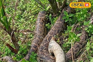 ফোঁস ফোঁস শব্দ! কাছে যেতেই চক্ষু চড়কগাছ শ্রমিকদের, মধু চা বাগান থেকে উদ্ধার বিশালাকার রক পাইথন, তারপরই ঘটল...