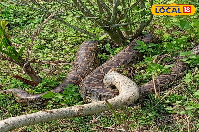 কালচিনি, অনন্যা দে: চা বাগানের নালা থেকে শোনা যাচ্ছিল একটি অন্যরকমের শব্দ। এরপর সাহস করে এগিয়ে যেতে শ্রমিকরা দেখতে পেলেন প্রকান্ড এক রক পাইথনকে। চা বাগানের নালার পাশে চা গাছের নিচে দেখা মিলল পাইথনটির। 