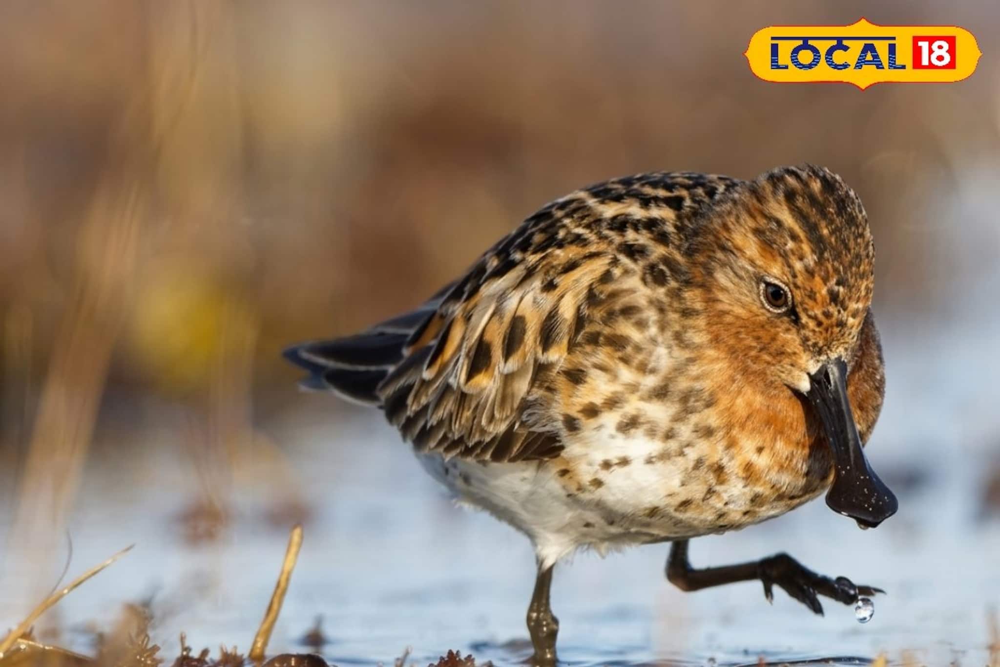  রাশিয়া থেকে বকখালি, ৮ হাজার কিলোমিটার পেরিয়ে উড়ে এল নতুন পাখি, কী নাম জানেন?