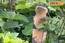 Jalpaiguri News: নিশুতি রাতে খাটের নীচে... বাবা রে! ফোঁসফোঁস শব্দ... বাড়ি থেকে উদ্ধার ওটা কী! গাজোলডোবায় কেলেঙ্কারি