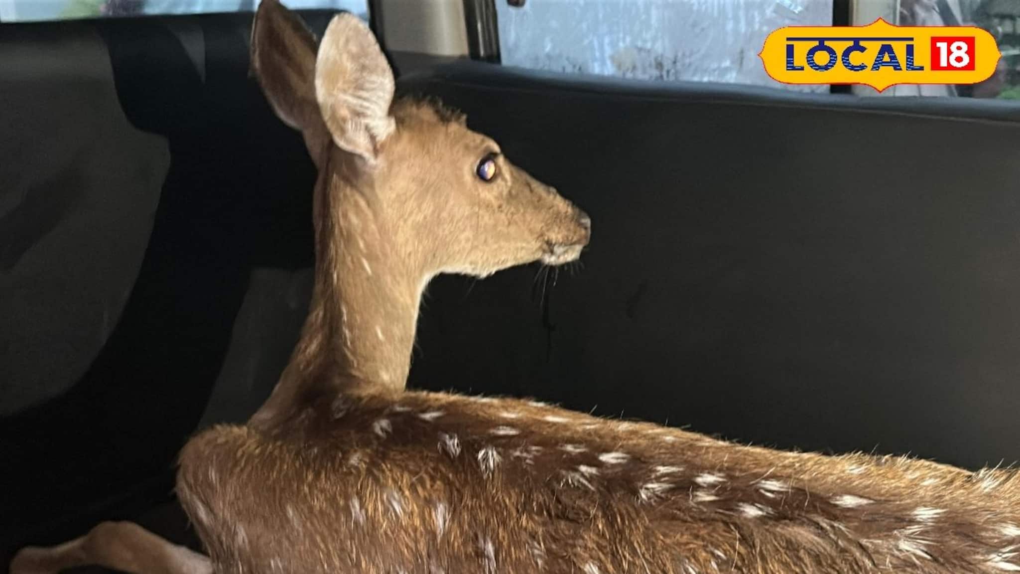 West Medinipur News: বৃষ্টির পরেই ধানখেতে ওটা কী? কাছে যেতেই চোখ কপালে কেশিয়াড়িবসীর, হুলস্থুল কাণ্ড গ্রামে!