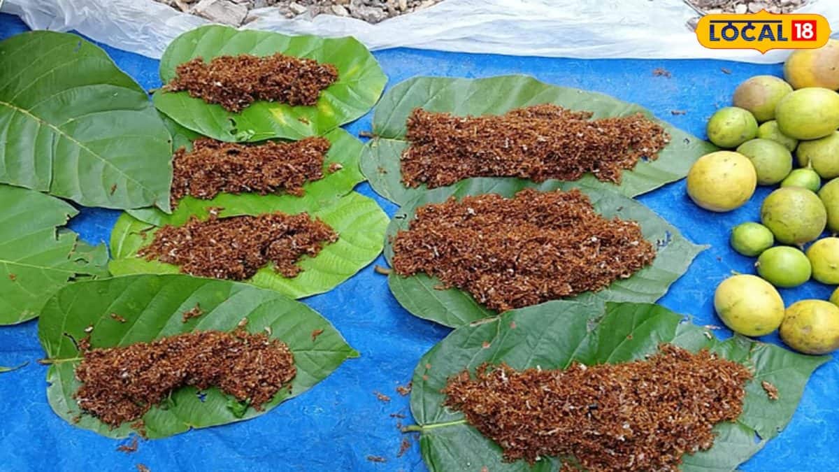 Jhargram Red Ant Chutney: একবার স্বাদ পেলে আম, টমেটো ছেড়ে খাবেন লাল ...