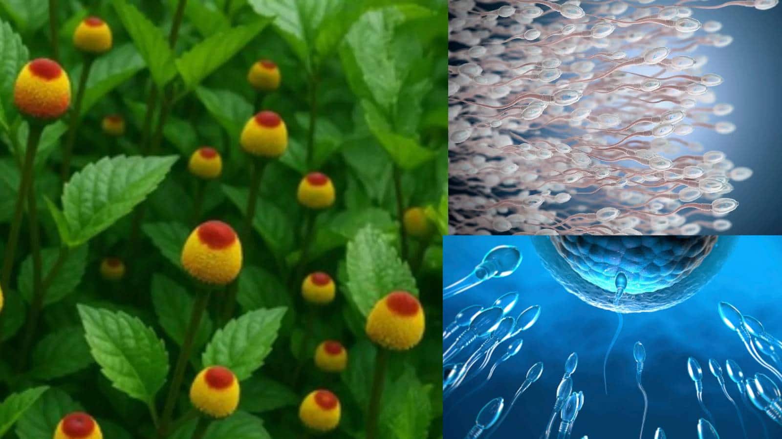 Male Health Problem: হু হু করে বাড়ে শুক্রাণু, পুরুষদের শরীরে টগবগে শক্তি…বুনো ফুলের গুণে জব্দ গাঁটের ব্যথা…জিভের ঘা সারাতে অমৃত