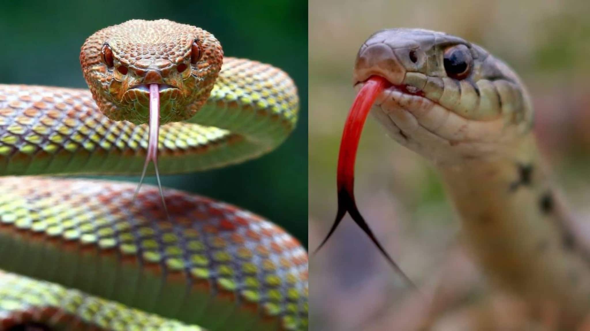 Snake attracting Plants: ‘৪’ ফুলের গাছ থাকলেই বাড়ি ভরে যাবে কিলবিলিয়ে আসা সাপের দলে! চিনুন বিষধরদের পছন্দের গাছ! বাঁচুন বিষদাঁতের ছোবল থেকে!