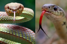 Snake attracting Plants: ‘৪’ ফুলের গাছ থাকলেই বাড়ি ভরে যাবে কিলবিলিয়ে আসা সাপের দলে! চিনুন বিষধরদের পছন্দের গাছ! বাঁচুন বিষদাঁতের ছোবল থেকে!