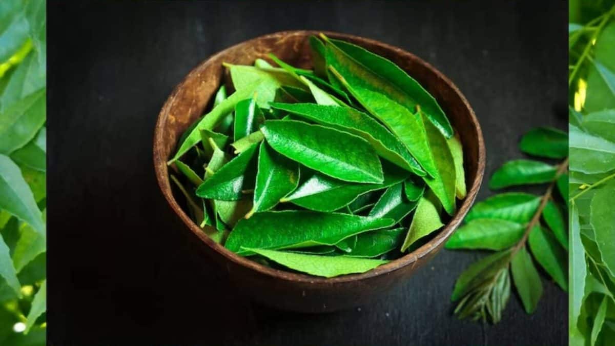 Curry Leaves Side Effects: ভুলেও কারিপাতা দাঁতে কাটবেন না ‘এঁরা‘! খেলেই ঝাঁঝরা শরীর…বারোটা বাজবে বিভিন্ন অঙ্গপ্রত্যঙ্গের