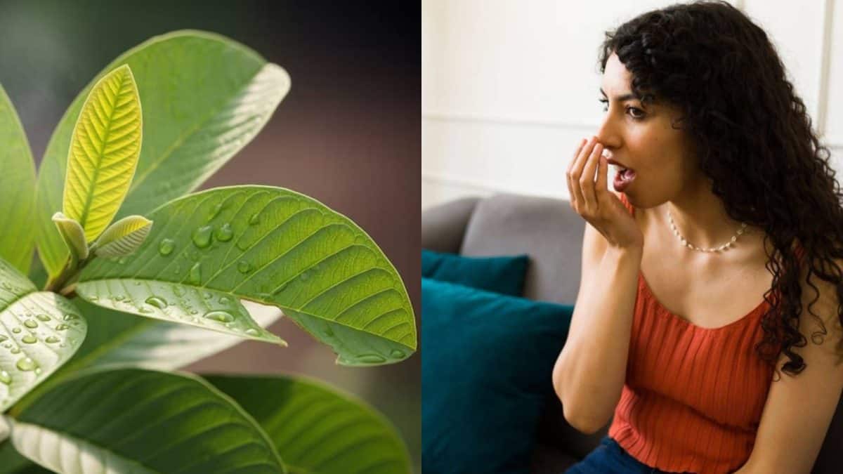 Mouth Odour Home Remedies: দামি মাউথওয়াশ গোল্লায় যাক! এই গাছের জাস্ট ‘২’ টো পাতা চিবিয়ে বিনা খরচে দূর করুন মুখের পচা দুর্গন্ধ