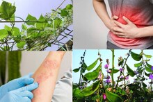 Constipation & Skin Disease: কোষ্ঠকাঠিন্য, পেটের রোগের সঙ্গেই সারায় চর্মরোগও! চরম সস্তা এই সবজির লতানে গাছের পাতা ওষুধের ভান্ডার!