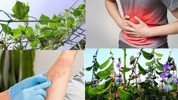 কোষ্ঠকাঠিন্য, পেটের রোগের সঙ্গেই সারায় চর্মরোগও! চরম সস্তা এই সবজির লতানে গাছের পাতা ওষুধের ভান্ডার!