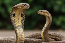 Snakes Prevention Tips: ৬ টা গাছের যে কোনও ১টা, ২ টো গন্ধ...সাপ আসবেই না বাড়িতে! বাঁচুন বিষাক্ত ছোবল থেকে!