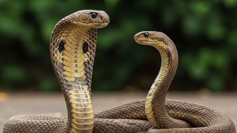গ্রীষ্মকাল আসার সঙ্গে সঙ্গে আপনার বাড়ির উঠোন ও বাগানে সাপ ঢুকে পড়ার ভয় বেড়ে যায়। কিন্তু আপনি কি কখনও ভেবে দেখেছেন, সাপ কেন আপনার বাড়িতে বা উঠোনে আসে? আসলে, সাপ এখানে কাউকে ক্ষতি করার উদ্দেশ্যে আসে না, বরং প্রধানত দুটি জিনিসের সন্ধানে আসে: আশ্রয় এবং খাবার। গ্রীষ্মকাল আসার সঙ্গে সঙ্গে আপনার বাড়ির উঠোন ও বাগানে সাপ ঢুকে পড়ার ভয় বেড়ে যায়। কিন্তু আপনি কি কখনও ভেবে দেখেছেন, সাপ কেন আপনার বাড়িতে বা উঠোনে আসে? আসলে, সাপ এখানে কাউকে ক্ষতি করার উদ্দেশ্যে আসে না, বরং প্রধানত দুটি জিনিসের সন্ধানে আসে: আশ্রয় এবং খাবার।