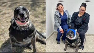 ভালুককে রুখে দেয় নির্ভীক পোষ্য, হানি৷