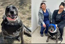 Viral Pet Dog: শজারুর কাঁটায় হারিয়েছে অর্ধেক দৃষ্টি! হিংস্র ভালুকের সঙ্গে লড়াই করে পরিবারের সকলকে ও খামারের জীবজন্তুদের প্রাণ বাঁচাল বৃদ্ধ পোষা সারমেয়