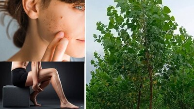 পপলার গাছ প্রধানত এর কাঠের (প্লাইউড, দেশলাই) জন্য পরিচিত, তবে এর ঔষধি গুণও রয়েছে। এর পাতা ও ছালে প্রদাহরোধী এবং জীবাণুনাশক বৈশিষ্ট্য রয়েছে, যা ঐতিহ্যগতভাবে চর্মরোগের চিকিৎসায় বা ব্যথা উপশমকারী হিসেবে ব্যবহৃত হয়ে আসছে। এই গাছটি প্রধানত বাণিজ্যিকভাবে চাষ করা হয় এবং ৫-৭ বছরে ফসল তোলার জন্য প্রস্তুত হয়।