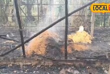 Nadia News: বাজ পড়ে পুড়ে ছাই গোটা পোল্ট্রি ফার্ম, লক্ষাধিক টাকার ক্ষয়ক্ষতি, মৃত্যু অসংখ্য মুরগির