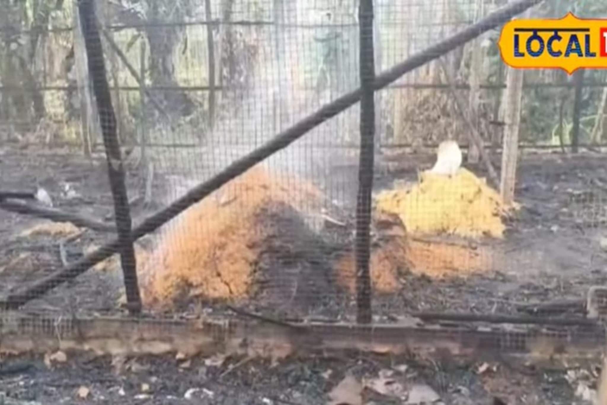 বাজ পড়ে পুড়ে ছাই গোটা পোল্ট্রি ফার্ম, লক্ষাধিক টাকার ক্ষয়ক্ষতি, মৃত্যু অসংখ্য মুরগির