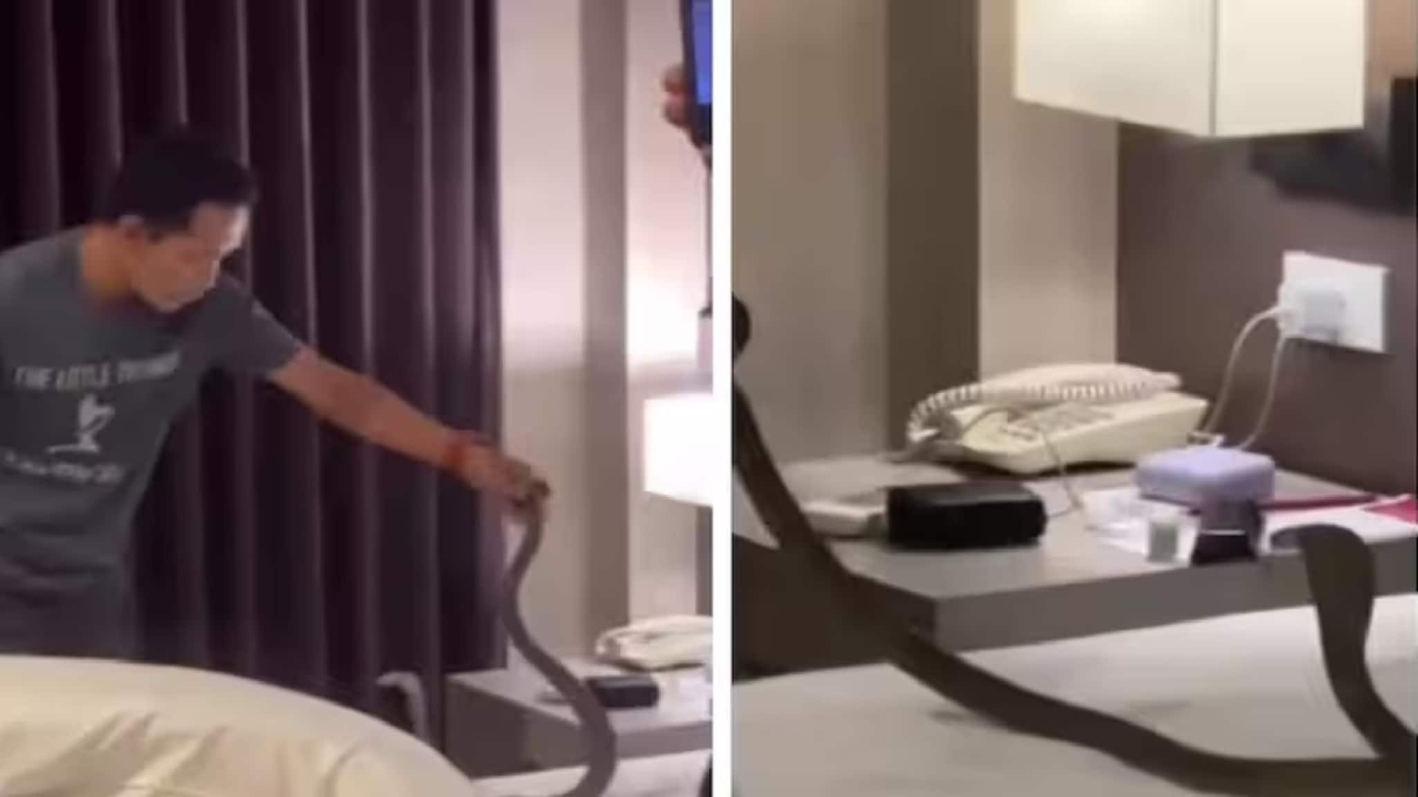 Viral Video: থাইল্যান্ডের হোটেলে দুঃস্বপ্ন! বিছানায় কোবরা, ঘাড়ের উপর দিয়ে হেঁটে গেল বিষধর সাপ, তারপর?