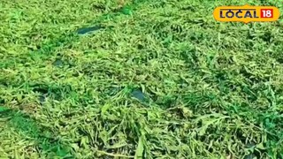 স্টিভিয়া চাষ লাভজনক কেন? স্টিভিয়া চাষ লাভজনক কেন?