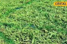 Stevia Farming: চিনি থেকে ২০০ গুণ বেশি মিষ্টি, পাতাগুলি বিক্রি হয় প্রতি কেজি ১০০০ টাকায় ! একবার চাষ করলে ৫ বছর পর্যন্ত নিশ্চিন্ত