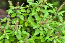 Tulsi Plant: তুলসীগাছের আশপাশে ভুলেও লাগাবেন না '৭' গাছ! তুলসীর গোড়ায় নুন দিলেই হবে ম্যাজিক! জানুন অবশ্যই
