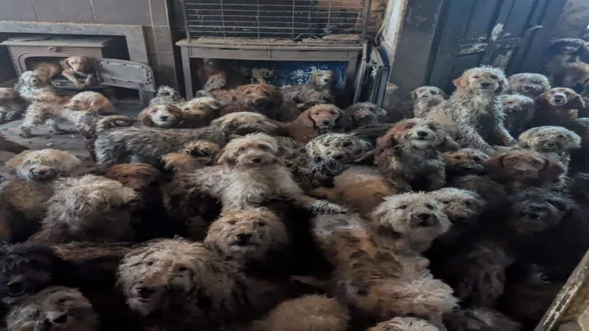 Viral News: এক ঘরে গাদাগাদি করে প্রায় ২৫০ কুকুর, এআই ভেবে ভুল করলেন অনেকেই! আসল ঘটনায় চোখ ভিজে যাবে