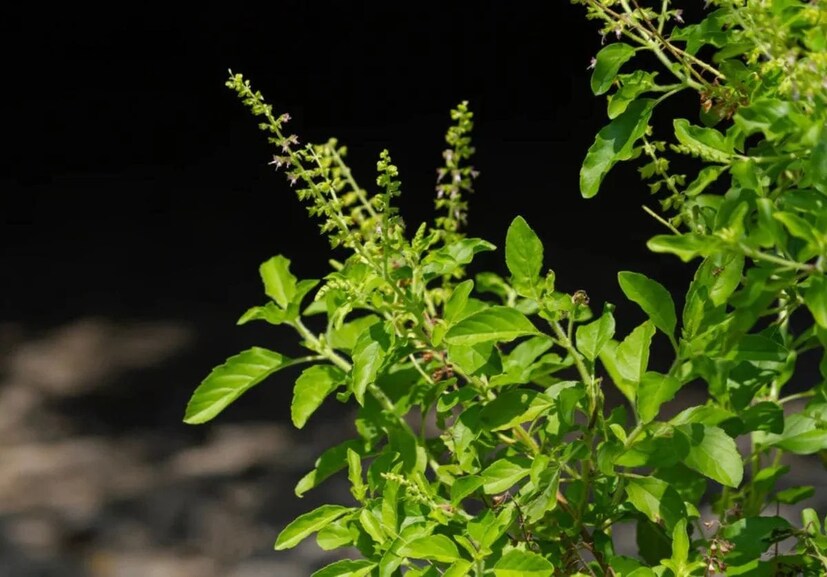 Tulsi Plant Gardening Tips: গাছের গোড়ায় দিন এই ‘সবুজ’ জিনিস! মাটিতে মেশান ‘এটা’! শত গরমেও শুকিয়ে যাবে না তুলসী গাছ…থাকবে চিরসবুজ