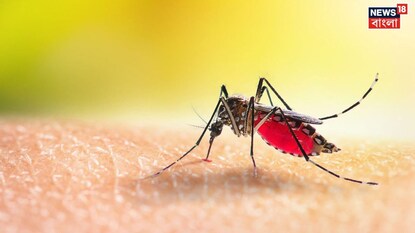 World Malaria Day: প্রাণঘাতী ‘ম্যালেরিয়া’ নির্মূল করতেই হবে, বিশ্ব ম্যালেরিয়া দিবসে এটাই হোক অঙ্গীকার, জানালেন বিশেষজ্ঞ চিকিৎসক