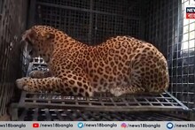 Cheeta: ফাঁসিদেওয়ায় ছড়িয়েছে আতঙ্ক, ছাগলের টোপ দিয়ে রবিবার ভোররাতে খাঁচাবন্দি হল চিতা