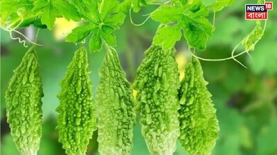  ভুলেও বাড়িতে লাগাবেন না 'এই' গাছ