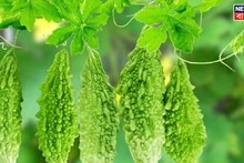 Vastu Tips: জলের মতো টাকা বেরিয়ে যাচ্ছে! বাড়িতে নেই তো 'এই' গাছ? আর্থিক সঙ্কটে তো ভুগবেনই, 'কাঙাল' করে ছাড়বে...