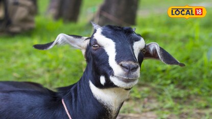 ছাগল চুরি করতে গিয়ে হাতেনাতে ধরা (প্রতীকী ছবি)