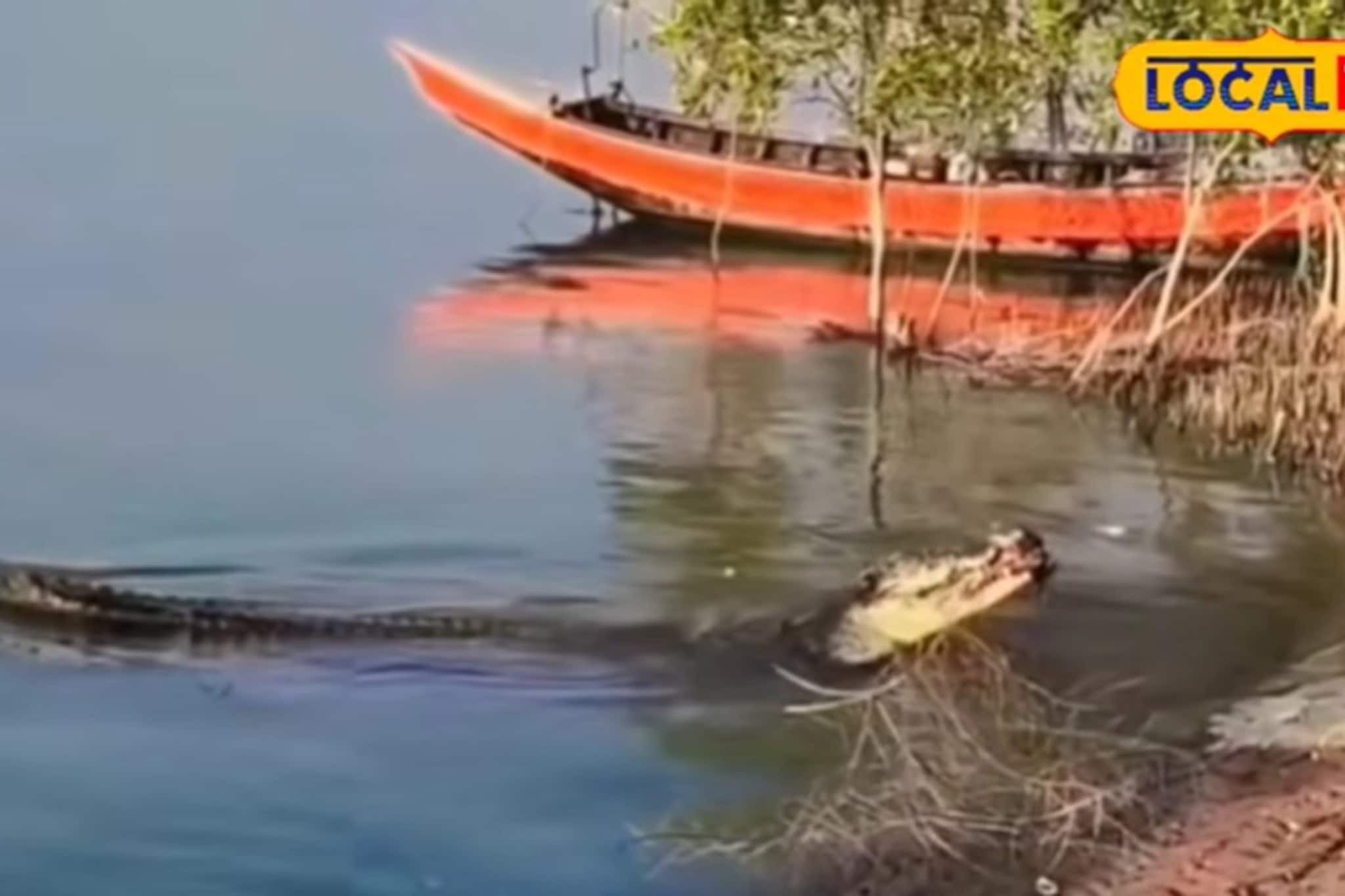 বিশাল কুমির গিলে খাচ্ছে আস্ত মুরগিকে! 