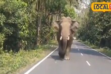মধ্যরাতে হাইওয়েতে জোড়া হাতি, লাটাগুড়িতে ভিডিওতে নেটদুনিয়ায় শোরগোল