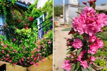 Gardening Tips For Summer Flower: গরম পরতেই ছাদ বাগানের ফুল কমে যাচ্ছে! ঘরোয়া টিপসেই কামাল ঢোলা ঢোলা ফুলে ভরে যাবে গাছ