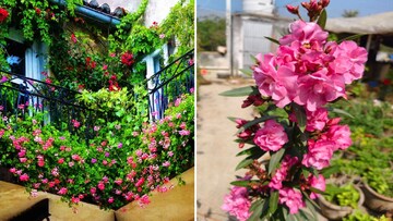 গরম পরতেই ছাদ বাগানের ফুল কমে যাচ্ছে! ঘরোয়া টিপসেই কামাল ঢোলা ঢোলা ফুলে ভরে যাবে গাছ