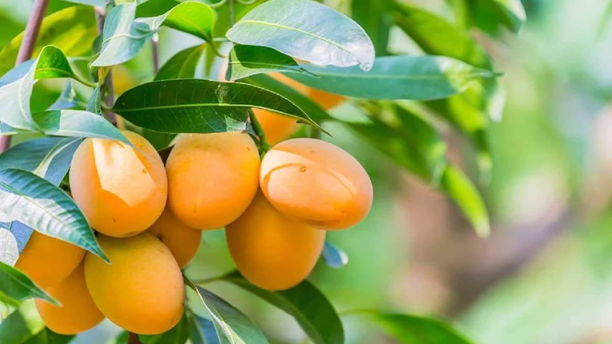 বিশ্বাসই হবে না! ভারতের এই ১০ আমের জন্য পাগল বিদেশ, চাহিদা আকাশছোঁয়া! কোন আম জেনে নিন!