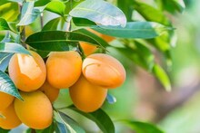 বিশ্বাসই হবে না! ভারতের এই ১০ আমের জন্য পাগল বিদেশ, চাহিদা আকাশছোঁয়া! কোন আম জেনে নিন!