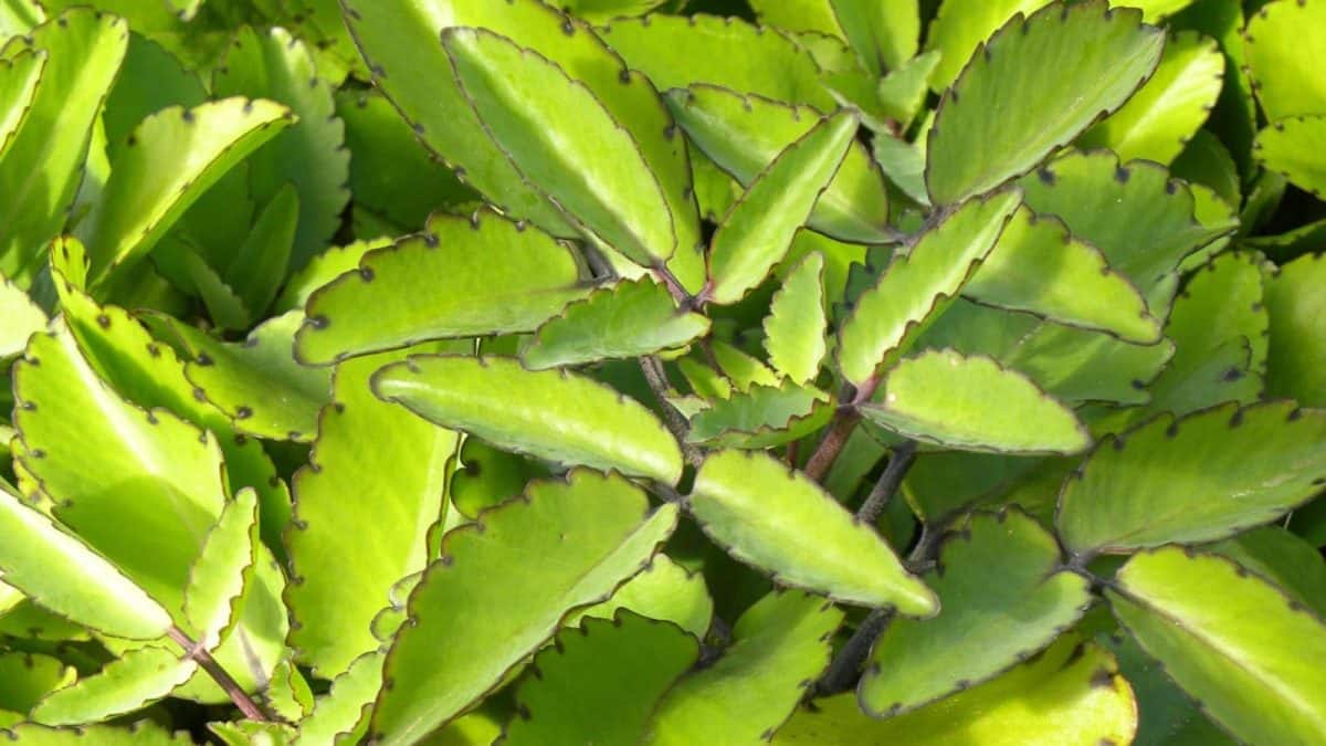 Health Care Tips: দু-চারটে পাতার সঙ্গে গোলমরিচ, মোমের মতো গলে কিডনি-গলব্লাডারের পাথর, এই গাছ সাক্ষাৎ ‘ঈশ্বর’, শুধু জানুন ব্যবহার