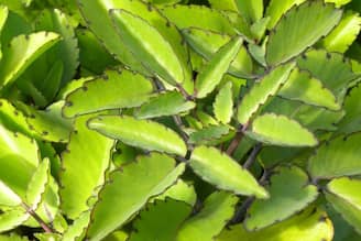 দু-চারটে পাতার সঙ্গে গোলমরিচ, মোমের মতো গলে কিডনি-গলব্লাডারের পাথর, শুধু জানুন ব্যবহার