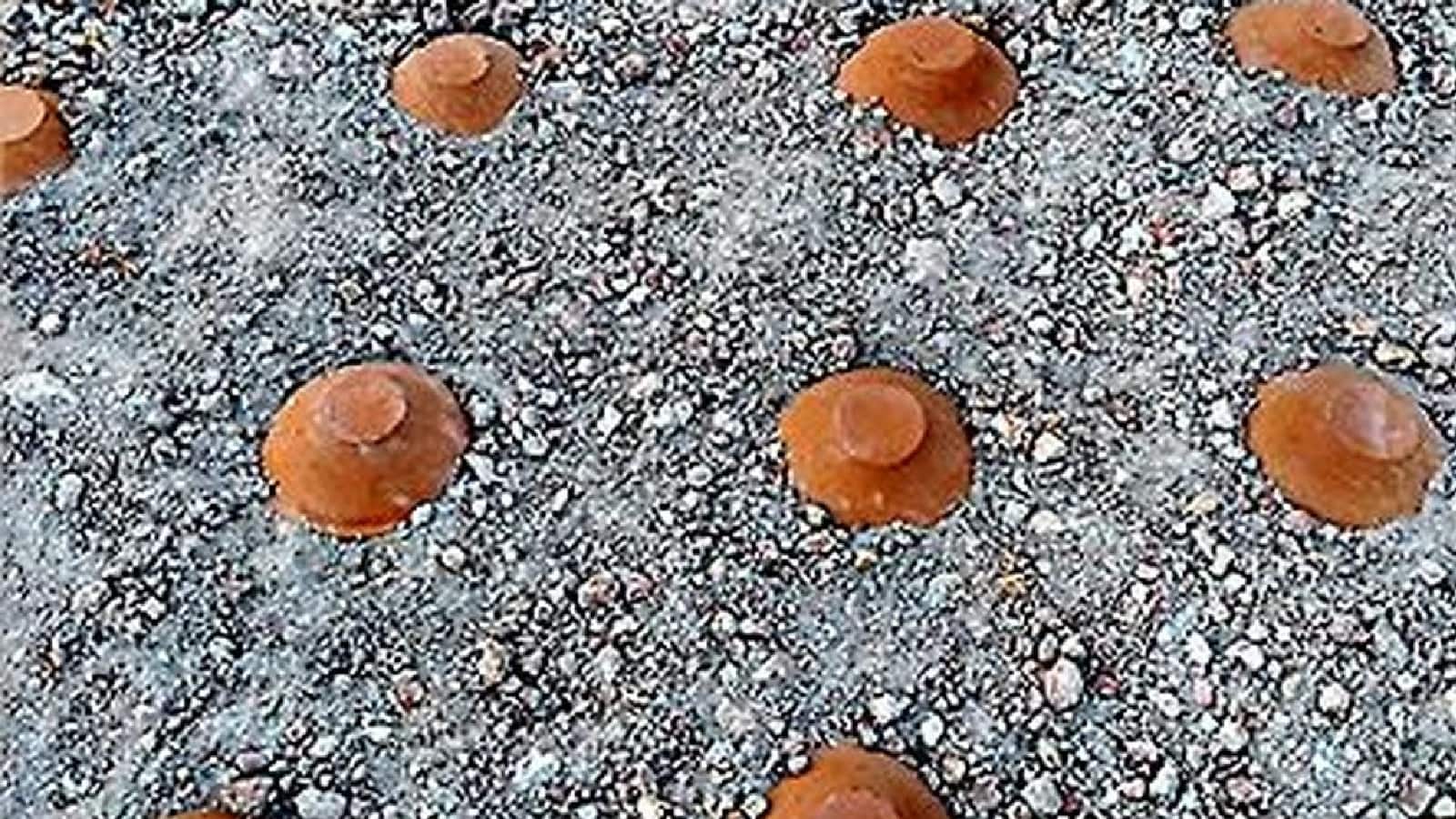 কী এই পদ্ধতি? ছাদে সারি দিয়ে রাখুন মাটির পাত্র। দুটি পাত্রের মধ্যিখানের জায়গা সিমেন্ট দিয়ে ভরে দিন।