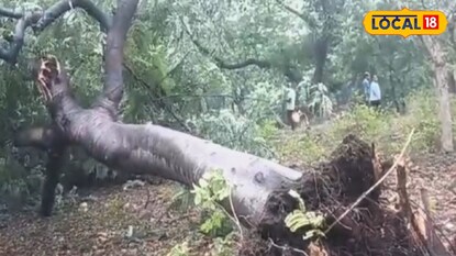 কালবৈশাখীর দাপটে ভেঙে পড়েছে গাছ