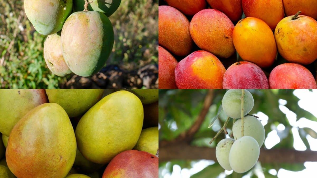 Mango: কোহিতুর, মানকুরাদ, ইমাম পসন্দ…! ভারতের ‘এই’ বিরল আমগুলি আপনার চেনা? কেন বিখ্যাত জানুন…