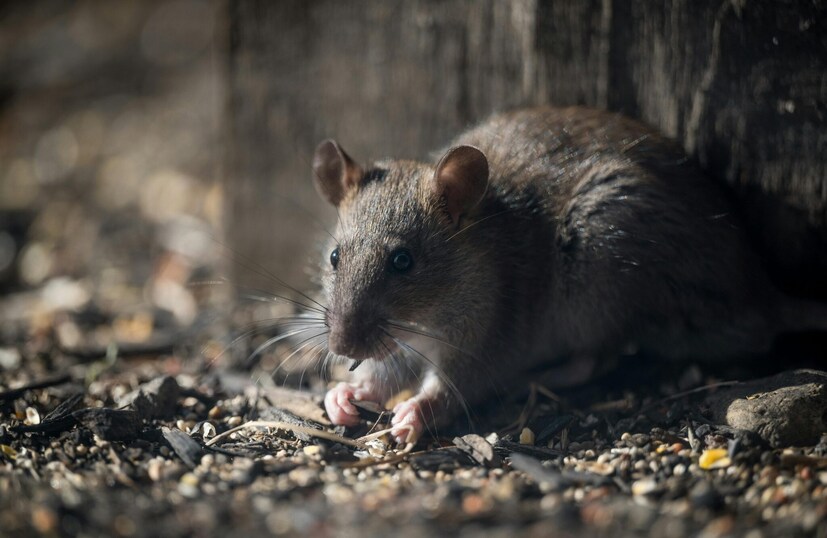 Easy Hacks To Remove Rat: জানেন ইঁদুর কীভাবে ছোট ছোট গর্তে ঢুকে পড়ে? আপনার বাড়ি থেকে তাদের তাড়ানোর কৌশল কিন্তু খুব সোজা