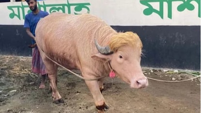বাংলাদেশের সেই মোষ। বাংলাদেশের সেই মোষ।