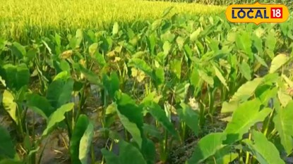 এই বিষয়ে প্রজাতির কচু চাষ করে আয়ের দিশা খুঁজে নিয়েছেন মাথাভাঙার এক চাষি এই বিষয়ে প্রজাতির কচু চাষ করে আয়ের দিশা খুঁজে নিয়েছেন মাথাভাঙার এক চাষি