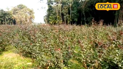 সামান্য পুঁজিতে শুরু করতে পারেন এই চাষ সামান্য পুঁজিতে শুরু করতে পারেন এই চাষ