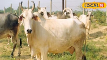 গোহত্যা নিয়ে কড়া আইন