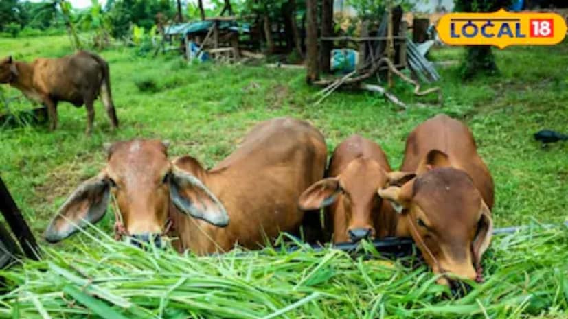 সাধারণত গরমে সবুজ ঘাসের আকাল দেখা দিলে পশুপালকরা নেপিয়ার ঘাসের উপর ভরসা করেন, কিন্তু তাতে অনেক সময় দুধের উৎপাদন খুব একটা বাড়ে না। রানা চেতন সিংয়ের ফর্মুলা অনুযায়ী, ১০০ কেজি সঠিক পশুখাদ্য তৈরি করতে দেড় থেকে দুই কেজি মিনারেল মিক্সচার, এক কেজি শুকনো আদা বা সঁট, দুই কেজি গুড় এবং ২৫-৩০ কেজি চালের কুঁড়োর সঙ্গে সমপরিমাণ ভুট্টা ও ডালের ভুসি মেশাতে হবে। এই প্রতিটি উপাদান পশুর শরীরের প্রয়োজনীয় খনিজ, শর্করা ও প্রোটিনের ঘাটতি পূরণ করে দুধের উৎপাদন বাড়াতে জাদুকরী ভূমিকা পালন করে। সাধারণত গরমে সবুজ ঘাসের আকাল দেখা দিলে পশুপালকরা নেপিয়ার ঘাসের উপর ভরসা করেন, কিন্তু তাতে অনেক সময় দুধের উৎপাদন খুব একটা বাড়ে না। রানা চেতন সিংয়ের ফর্মুলা অনুযায়ী, ১০০ কেজি সঠিক পশুখাদ্য তৈরি করতে দেড় থেকে দুই কেজি মিনারেল মিক্সচার, এক কেজি শুকনো আদা বা সঁট, দুই কেজি গুড় এবং ২৫-৩০ কেজি চালের কুঁড়োর সঙ্গে সমপরিমাণ ভুট্টা ও ডালের ভুসি মেশাতে হবে। এই প্রতিটি উপাদান পশুর শরীরের প্রয়োজনীয় খনিজ, শর্করা ও প্রোটিনের ঘাটতি পূরণ করে দুধের উৎপাদন বাড়াতে জাদুকরী ভূমিকা পালন করে।